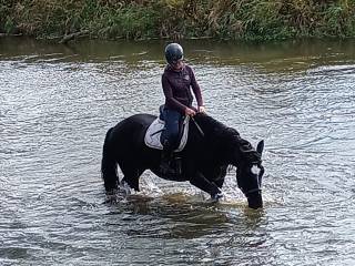 Arcymistrz-kon-przyjaciel. MOŻLIWOŚĆ ZAMIANY!!!