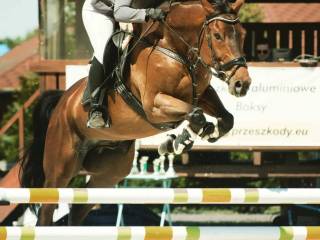 Wałach do skoków, doświadczony , idealny nawet dla juniora