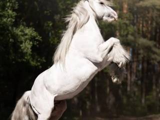 Ogier Gypsy Cob z licencją