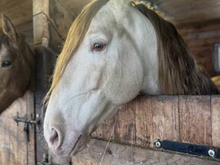 Perlino Ogier Andaluzyjski