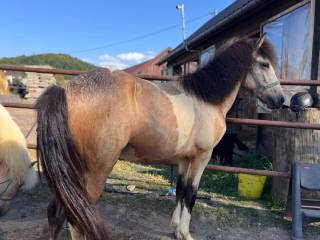 Ogier kuc islandzki (jeleniosrokata)