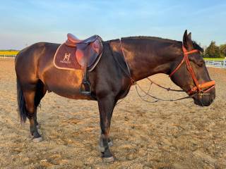 Wszechstronny wałach do współdzierżawy