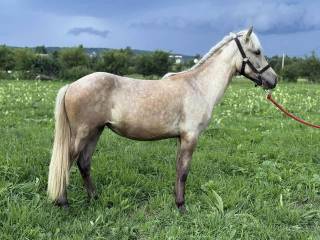 Klacz kuc islandzki (palomino)