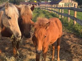 Źrebak islandzki (ogier)