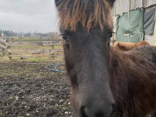 Źrebak islandzki (klacz)