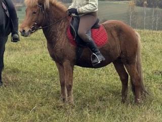 Klacz kuc islandzki (źrebna)