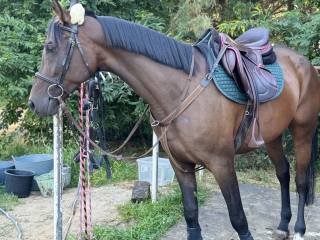 Klacz idealna do rekreacji/małego sportu bądź jako koń do kochania