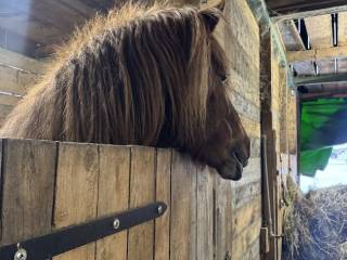 Ogier kuc islandzki (kasztanowaty)