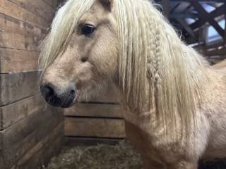 Ogier kuc islandzki (palomino)