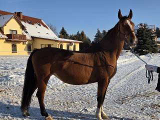 Na sprzedaż klacz 9 lat