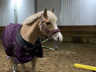 Pilna sprzedaż klacz haflinger 13 lat