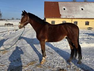 Na sprzedaż wałach SP 4 lata