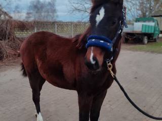 Przyszłościowa klacz skoki, WKKW, hodowla.