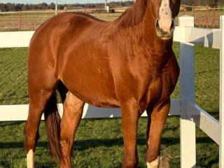 Sprzedam pięknego ogiera