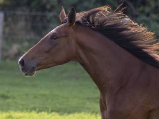 Klacz holsztynska z 2023r dobry rodowud