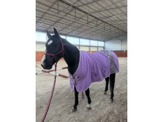 Wydzierżawię klacz