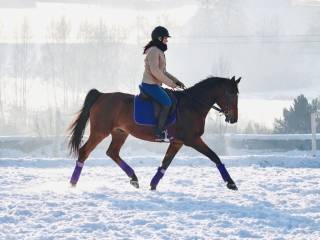Piękna klacz małopolska ambitna rekreacja/ sport