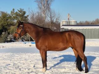 Wałach 4.5 roku 177cm holszyn po Lasko