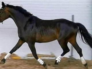 6 letnia klacz westfalska