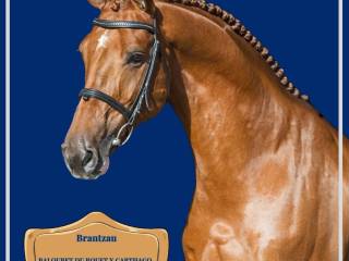 BRANTZAU Ogier hodowlany – skoki przez przeszkody Sezon 2026