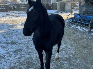 Klacz Śląska 1.5 roku