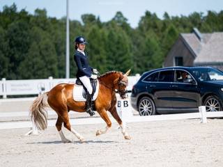Multimedalista Mistrzostw Polski i Pucharu Polski w ujeżdżeniu. Doświadczony kuc dla młodzika / juniora młodszego