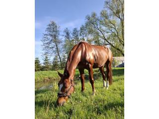 Piękny kasztan na sprzedaż