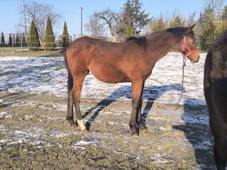 Tarantka po DUC 123 Z