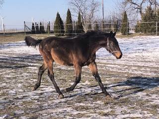 Sprzedam gniadotarantowatą klacz