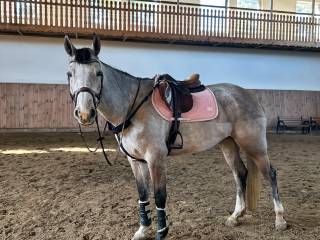 Przepiękna klacz z predyspozycjami do dużego sportu