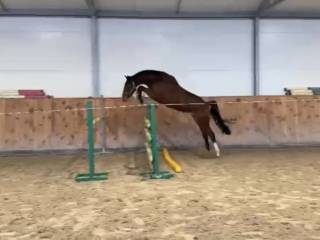 Dia Corrado x Cornettiono Ask x Graf Grannus