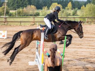 Piękny wałach do sportu