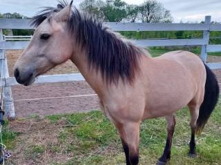 Klacz kuc connemara do sportu.