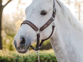 Sprzedam klacz do hodowli