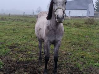 Na sprzedaż Ogierek