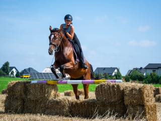 Super klacz do wspoldzierżawy