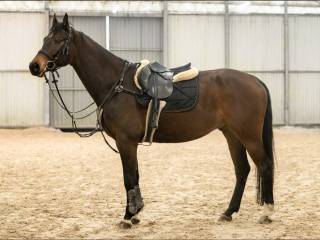 Wałach 6 letni (Carpe Diem x Grand Amour)