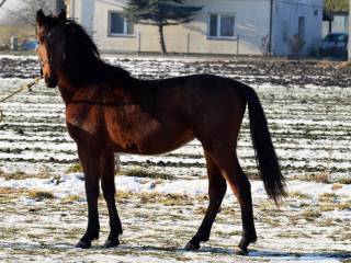 Dwu letnia klacz, wnuczka Dominatora 2000