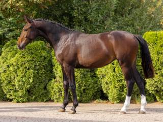 Klacz do sportu lub hodowli