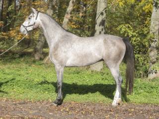 Piękny siwy wałach Oldenburski