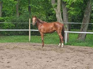 Kasztanowaty wałach Polski Koń Sportowy