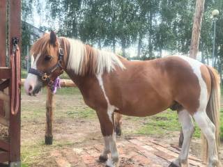 Sprzedam kucyka do skoków !