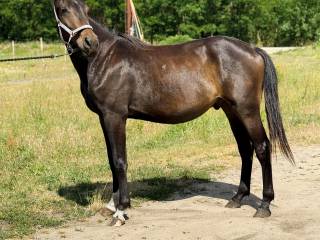 Wałach Wielkopolski 3 lata, czysty tuv