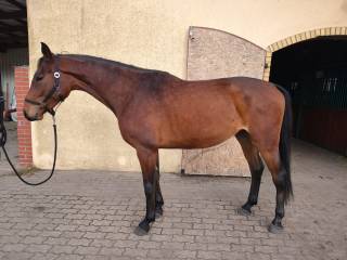 4 letni gniady wałach AES