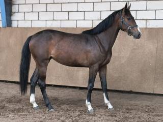 3 letnia klacz pięknie malowana, ładny ruch