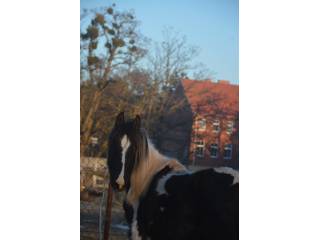 Sprzedam klacz barock pinto