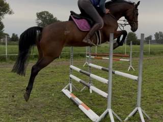 Mega bezpieczna klacz 11 lat,166cm