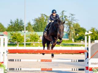 Piękny kary Wałach ur.2018