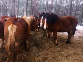 Sprzedam klacze zimnokrwiste