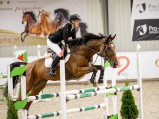 DAIQUIRI - koń profesor do wygrywania